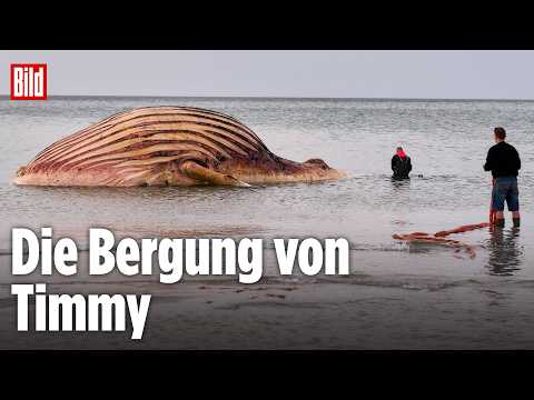 🔴 Endlich! Timmy ist an Land – Helfer mit schwerem Gerät am Strand | BILD LIVE thumbnail