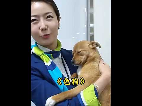 狗子靠着撒娇卖萌，成为了空姐们的团宠，走上了狗生巅峰 #animals #dogs thumbnail