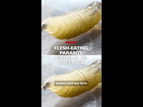 Flesh-eating parasite found in US livestock thumbnail