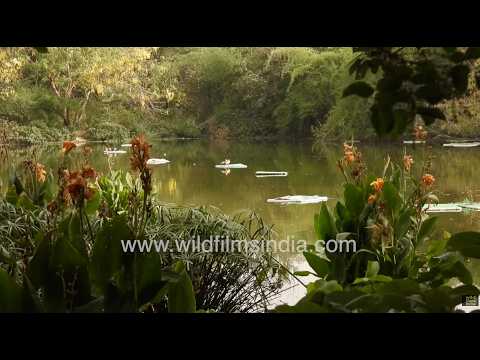 Sanjay Lake Delhi revived with floating wetlands to naturally clean and purify toxic water thumbnail