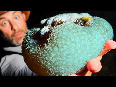 Searching for CREEPY Tide Pool Creatures at Night! thumbnail