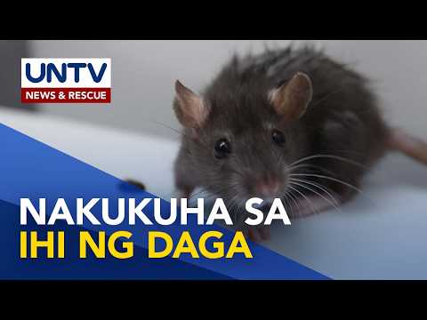HANTAVIRUS: Myths and Facts | Now You Know thumbnail