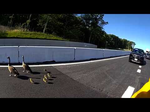Good Samaritans Help Flock of Geese Cross Busy Highway thumbnail
