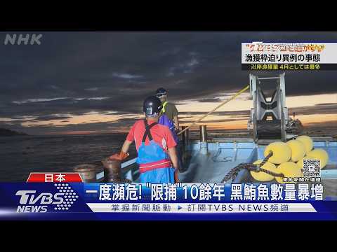 抓到也得放生! 日本黑鮪魚捕獲量爆增 受保育限制難上餐桌｜TVBS新聞 @TVBSNEWS01 thumbnail