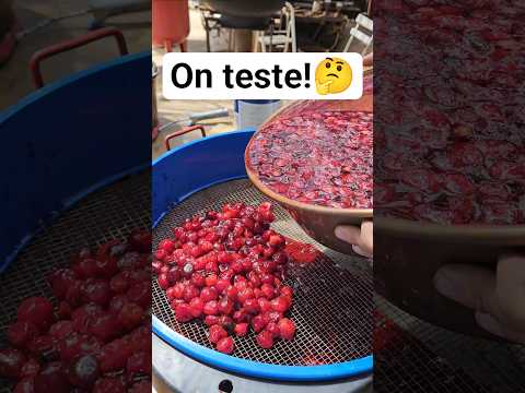 Dénoyauter des cerises thumbnail