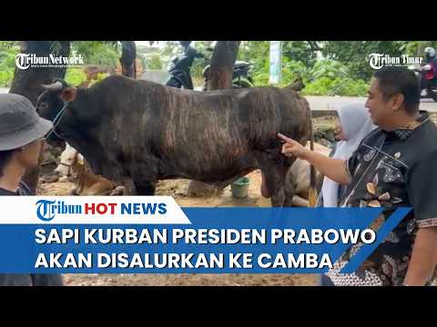 Sapi Jumbo Milik Peternak Maros Terpilih Jadi Hewan Kurban Presiden Prabowo Subianto thumbnail