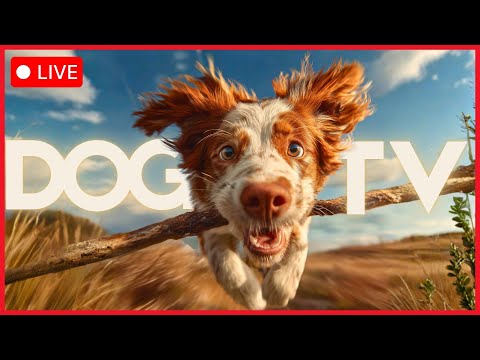 🔴 [LIVE] 24/7 DOG TV 🐶  Stress and Anxiety Remedy for All Breeds 🆕 thumbnail