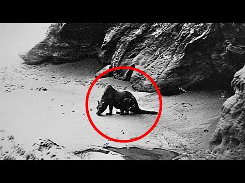 Animales Extintos Captados En Cámara thumbnail