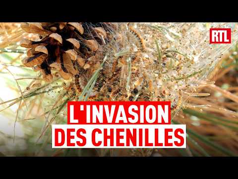 L'ennemi invisible : ce village français envahi par des millions de chenilles thumbnail