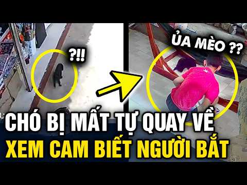 Chú chó BỊ MẤT bất ngờ TÌM VỀ NHÀ, gia chủ xem camera phát hiện NGƯỜI BẮT CHÚ CHÓ | Tin 3 Phút thumbnail