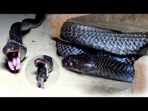 Black Indian Cobra Snake Rescue Operation in the Village Area ? thumbnail