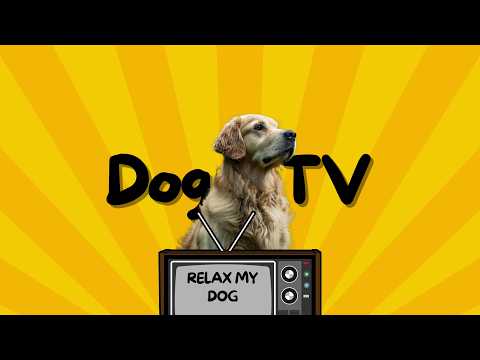 20 HOURS Indoor Nature Exploration for Dogs Through Virtual Walking Experiences thumbnail