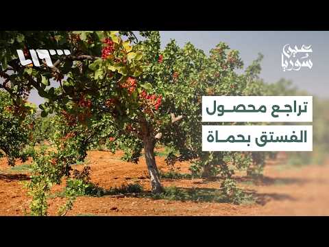 الجفاف يتسبب بتراجع إنتاج الفستق الحلبي بريف حماة.. وامتحانات الشهادات تنطلق بالمحافظات | عين سوريا thumbnail
