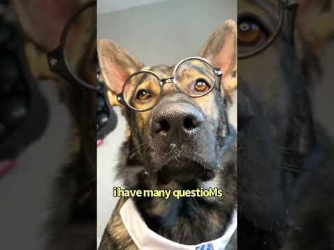 German Shepherd School thumbnail