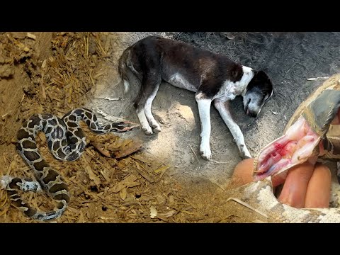 Indian Rock Python Rescue  thumbnail