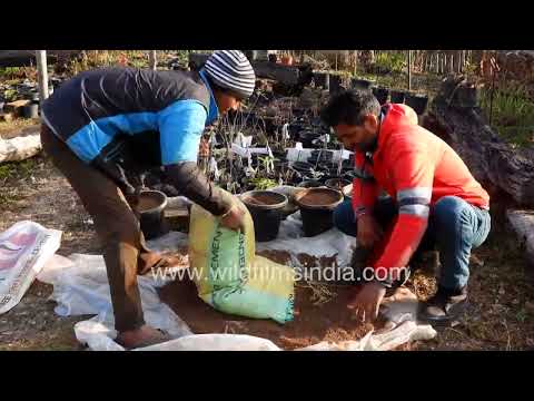 Preparing potting mix at a plant nursery in Jabarkhet Mussoorie thumbnail