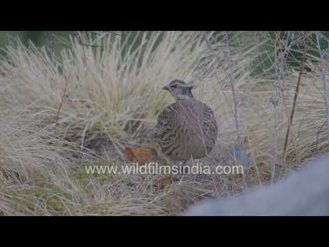 Koklass Pheasant female perched on a grassy knoll atop mountain ledge followed Lammergeier in flight thumbnail