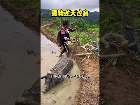 黑猪逆天改命，真是神了！ #感人壹幕 #大熱門 #funny #科普 #影視解説 #animals #影视聚焦 #精彩影视 #搞笑视频 thumbnail