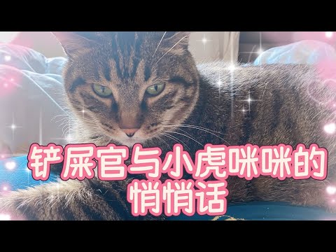 铲屎官与小虎咪咪的悄悄话#cat #喵哥是萌新 #貓咪日常 #貓咪  thumbnail