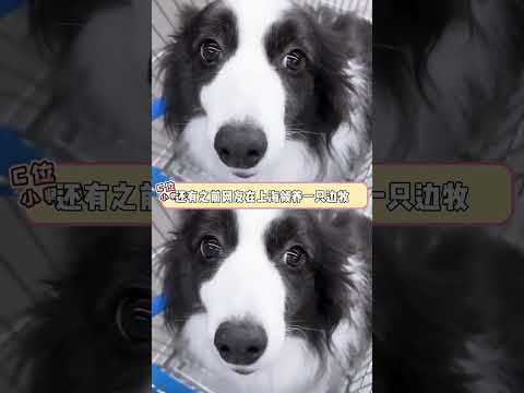 德牧：我并不知道您是怎么了 一直按我屁股 #德牧 #小狗 #语言不通 #搞笑 #万万没想到 #离谱 thumbnail
