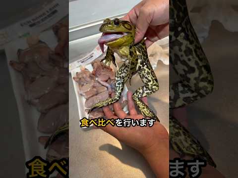 【ウシガエル】野生と養殖を食べ比べてみた thumbnail