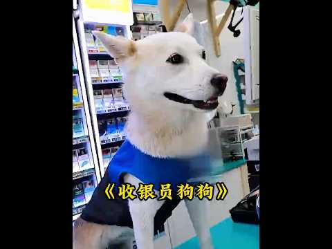 流浪狗顺利成为便利店员，它每天都努力上班，靠自己养活自己 #animals #pets #dogs #狗狗 thumbnail