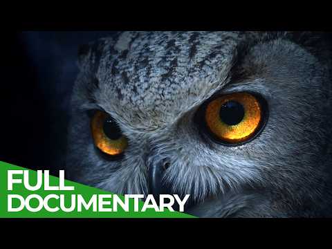 Nature Never Sleeps | Free Documentary Nature thumbnail