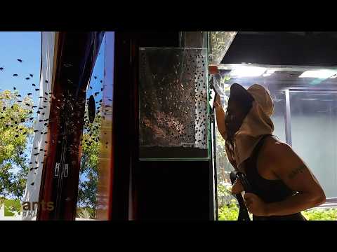 I Added a Beehive to My Giant Ecosystem Vivariums thumbnail