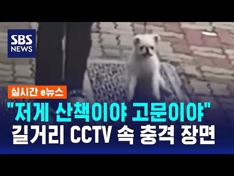 "저게 산책이야 고문이야" 길거리 CCTV 속 충격 장면 / SBS / 실시간 e뉴스 thumbnail