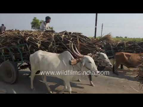Rural roadside life and Vishnupuri Dam on the Godavari River in Maharashtra thumbnail