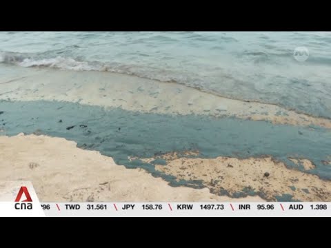 Marine life bounced back in a few months following 2024 oil spill: Researchers thumbnail