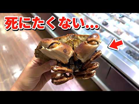 スーパーに売れ残っていた超レアなカニを飼育してみると… thumbnail