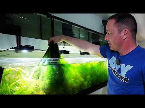 How i clean my fish tanks - the king of DIY thumbnail