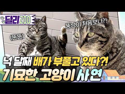 [🐕#달리ZOO] 건강했던 모습은 어디로....넉 달째 배가 부풀고 있는 '엄순이'의 사연😿 #TV동물농장 #달리 #DALI thumbnail