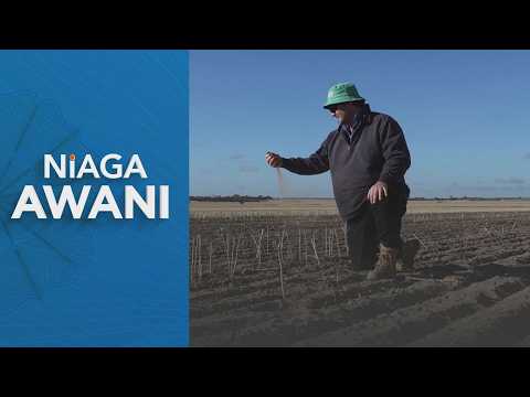 Peningkatan kos baja jejaskan pengeluaran gandum Australia thumbnail