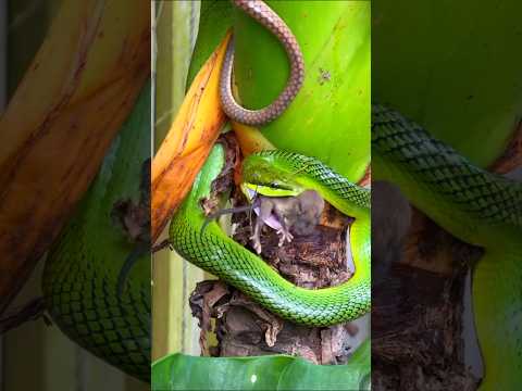 Red-tailed Green Rat Snake having it’s meal #snake #ratsnake #mandai #sgwildlife #greensnake thumbnail