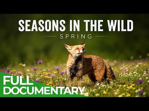 Season in the Wild: Spring - Nature’s Great Awakening | Free Documentary Nature thumbnail