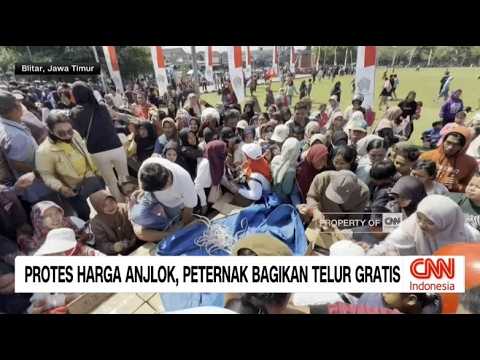 Protes Harga Anjlok, Peternak Bagikan Telur Gratis thumbnail