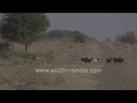 A herd of Marwari goats crossing a road in the arid landscapes of Desert National Park near Sudasari thumbnail