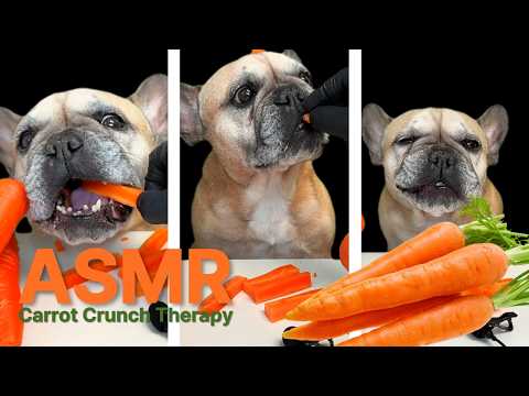 Crunchy Carrot Delight: French Bulldog ASMR That Will Melt Your Heart thumbnail