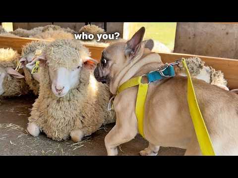 Sheep Surprise! French Bulldog's Hilarious Encounter At A Sheep Farm thumbnail