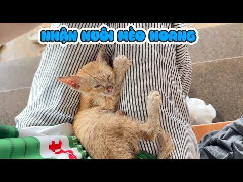 Giải Cứu Em Mèo Hoang Sắp Chết Đói Bị Bỏ Rơi thumbnail