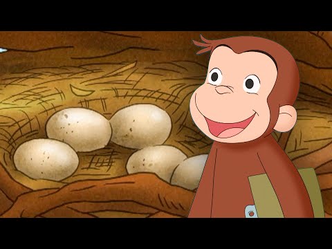 ¿De quién es este huevo? | Episodios Completos | Jorge El Curioso En Español thumbnail
