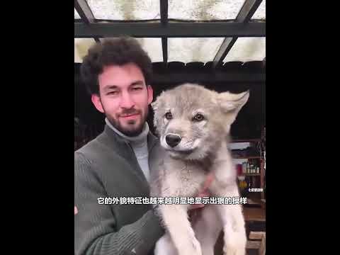 小哥意外捡到只小奶狗，带回家养大后，却越发觉得不对劲 thumbnail