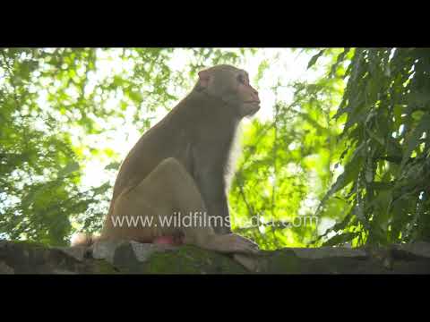 Rhesus Macaque exploring Wilderness Orchard thumbnail