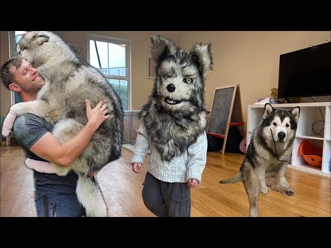 Little Boy Dresses As Wolf And The Dog Wets Himself!! Wait Til The End!! thumbnail