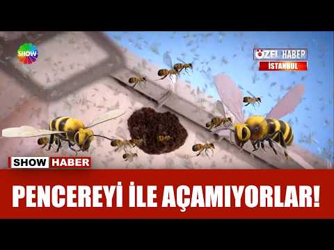 Balkonda kovan, çevresinde yüzlerce arı thumbnail