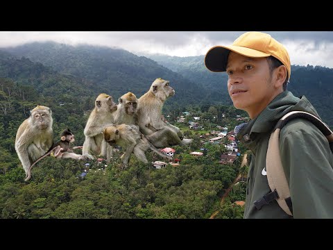 Crowds of WILD MONKEYS Choose to Live with HUMANS Rather than JUNGLE thumbnail