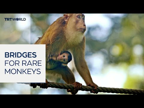 Malaysia creates bridges to save rare dusky langur monkeys thumbnail
