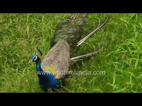 Indian Peafowl pair in the grasslands of New Delhi thumbnail